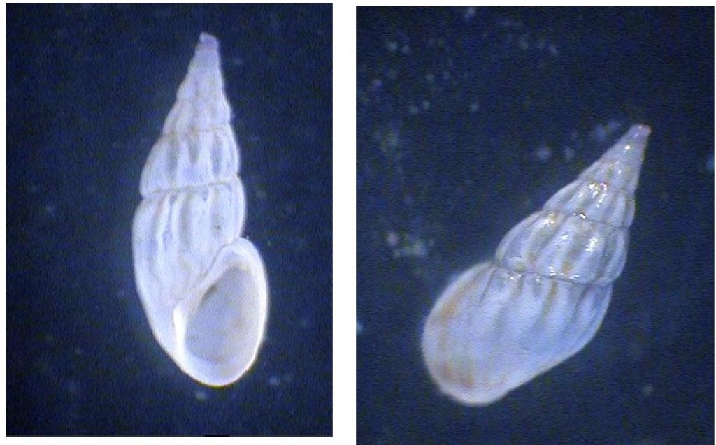 Identificazione gasteropode